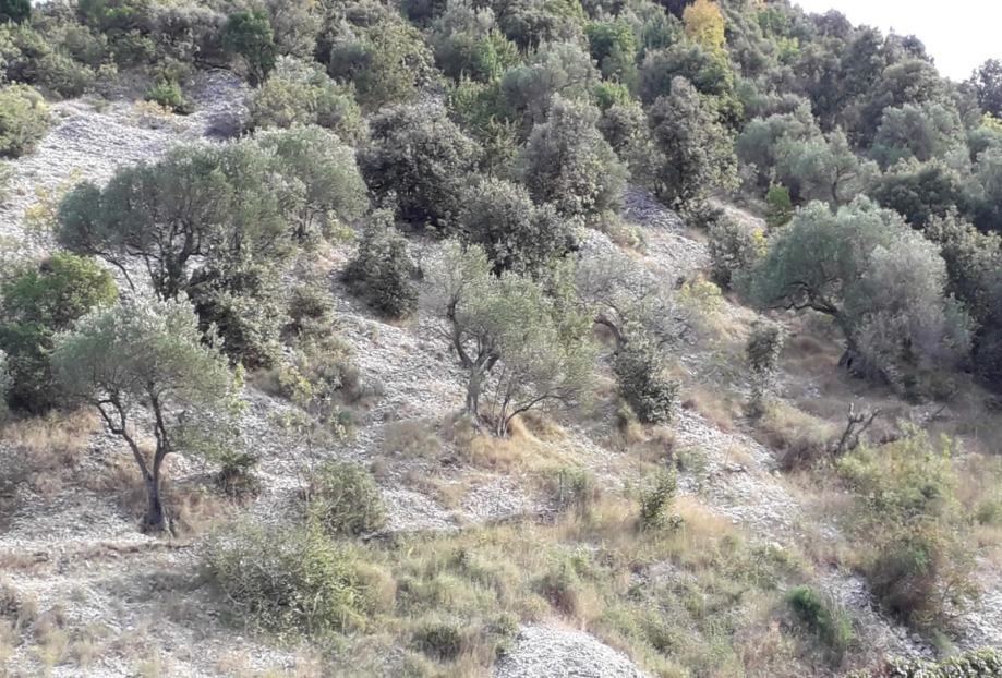 Atraktivno zemljište 30.348 m2, Postira, otok Brač